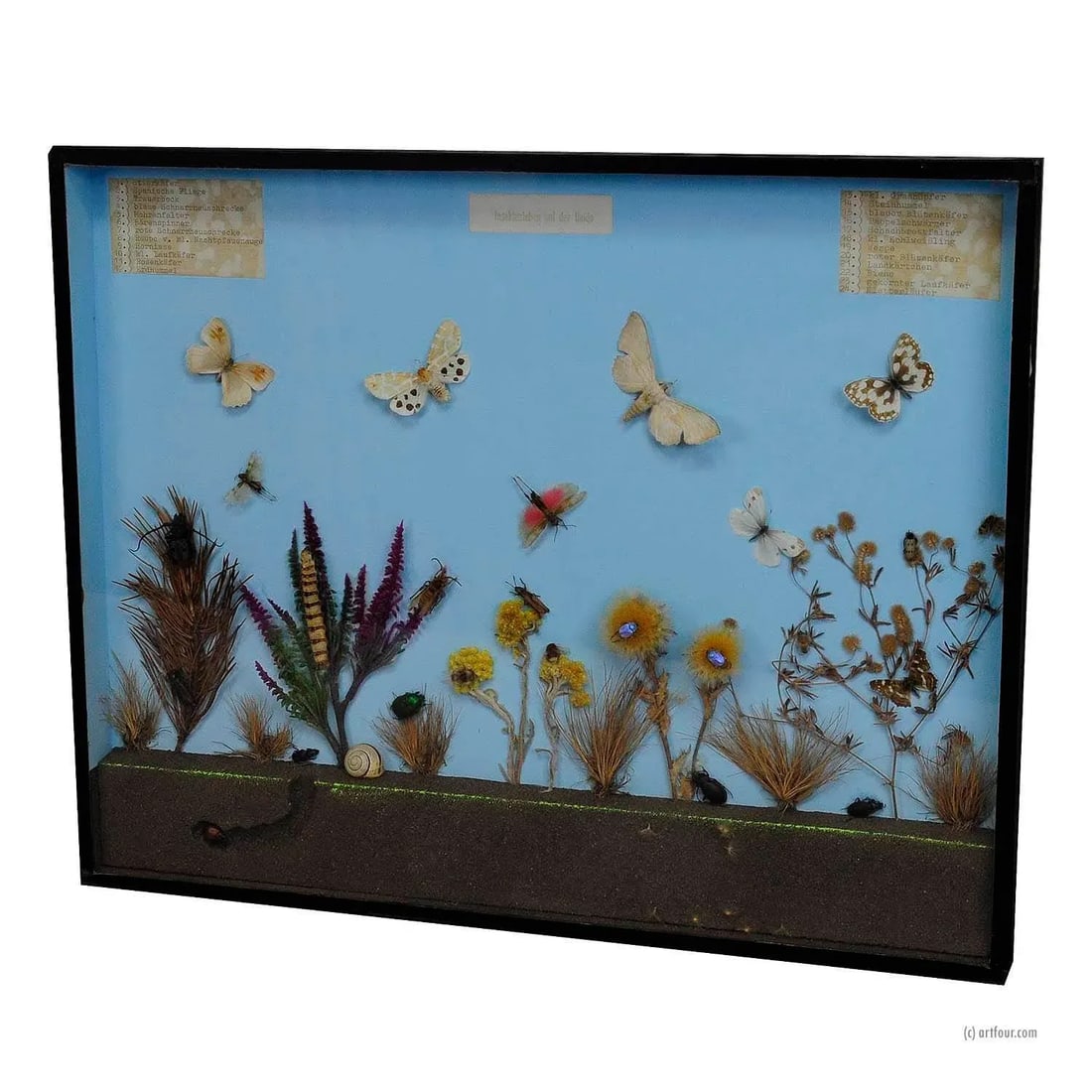 A Great Vintage School Teaching Display of the Insects of the Heath - 7