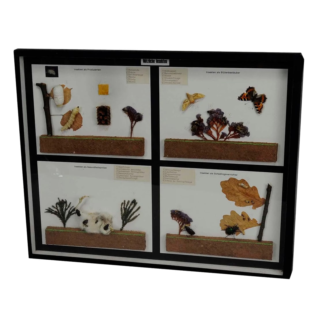 Vintage School Teaching Display of Usefull Insects (1 of 6)