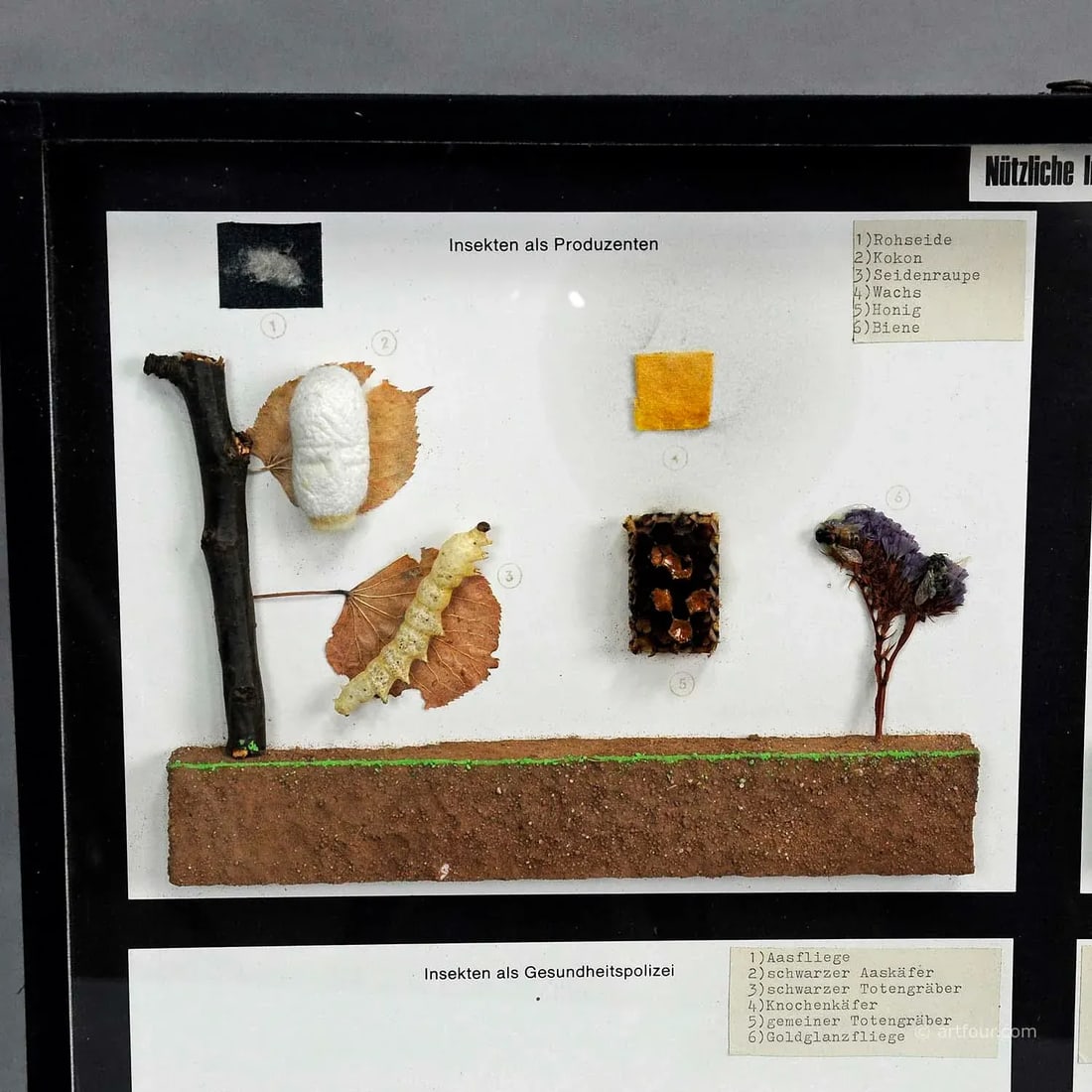 Vintage School Teaching Display of Usefull Insects - 2