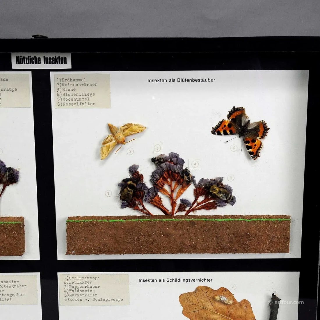 Vintage School Teaching Display of Usefull Insects - 3