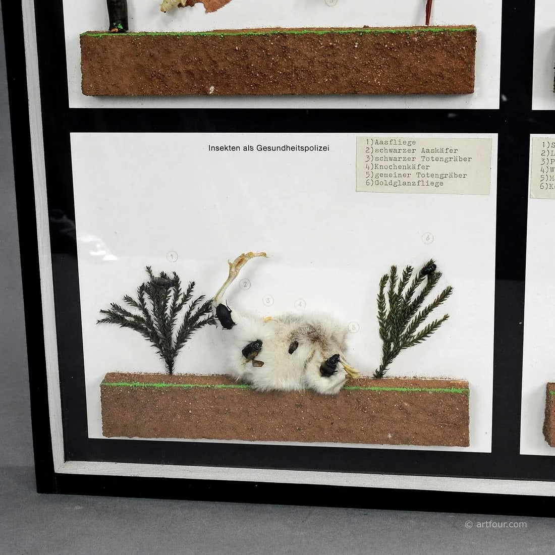Vintage School Teaching Display of Usefull Insects - 4