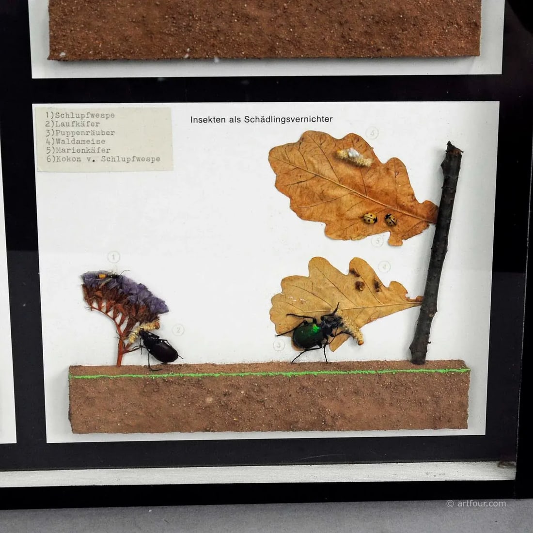 Vintage School Teaching Display of Usefull Insects - 5