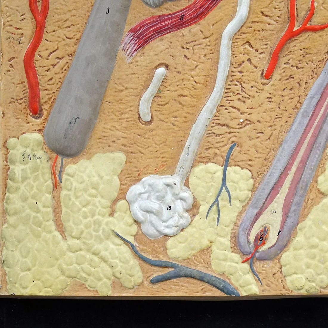 1920s Antique Teaching Aid Human Skin Model on Wooden Plate - 4