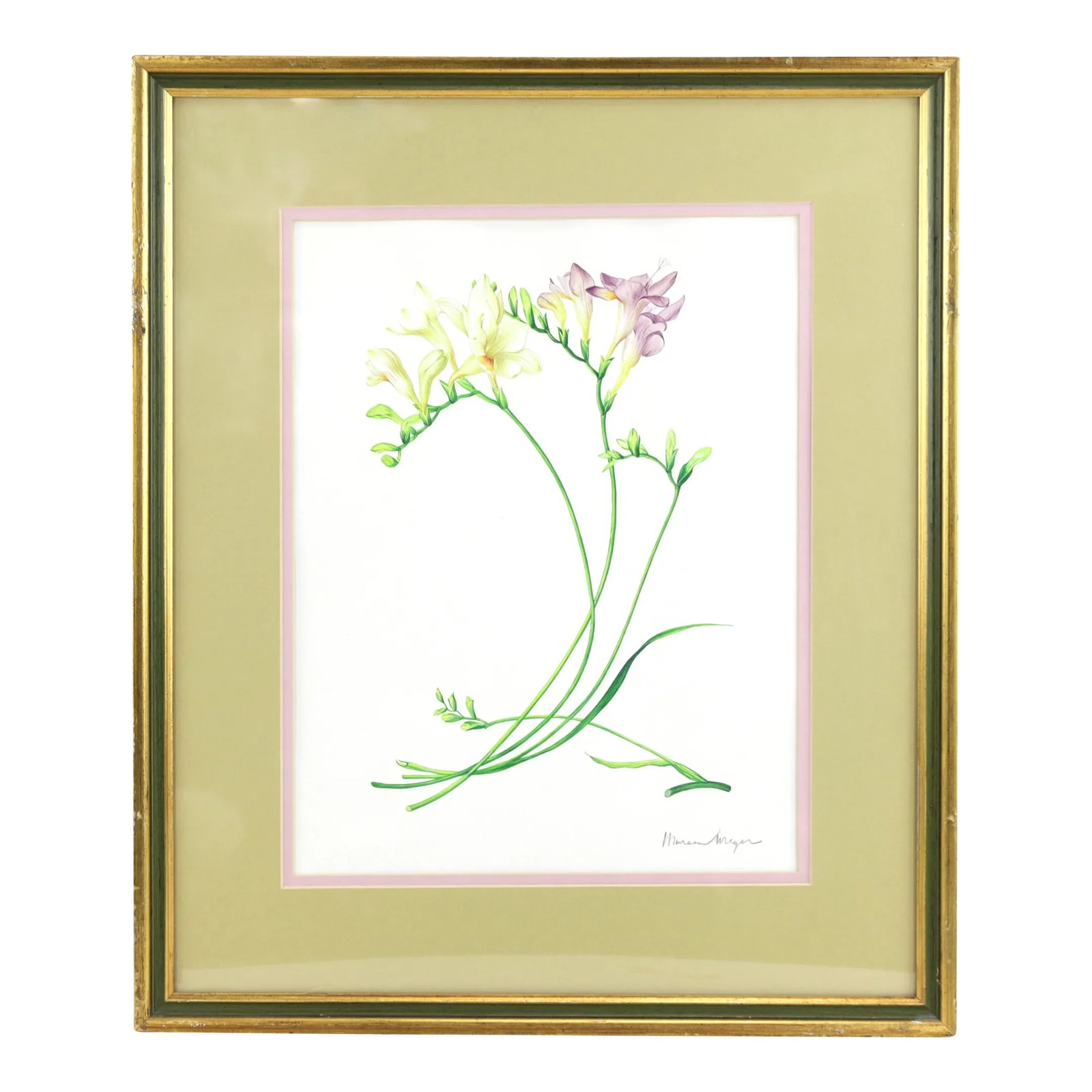 Vintage Hand-Painted Plant Specimen Watercolor Freesia Flower (With Frame). Signed in the Lower Righ: Vintage hand-painted plant specimen watercolor freesia flower (with frame). Signed in the lower right corner Freesia (scientific name: Freesia), also known as freesia, is a genus of the Iridaceae
