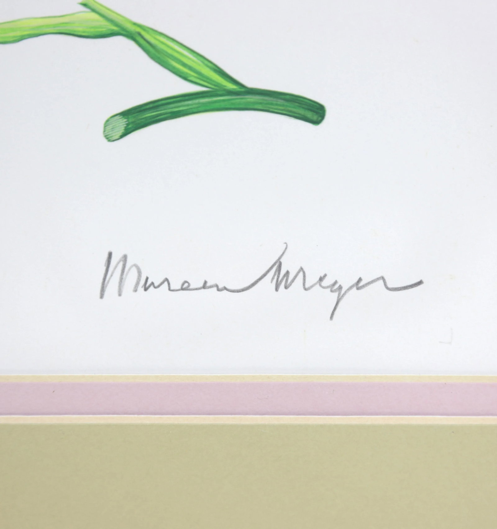 Vintage Hand-Painted Plant Specimen Watercolor Freesia Flower (With Frame). Signed in the Lower Righ - 2