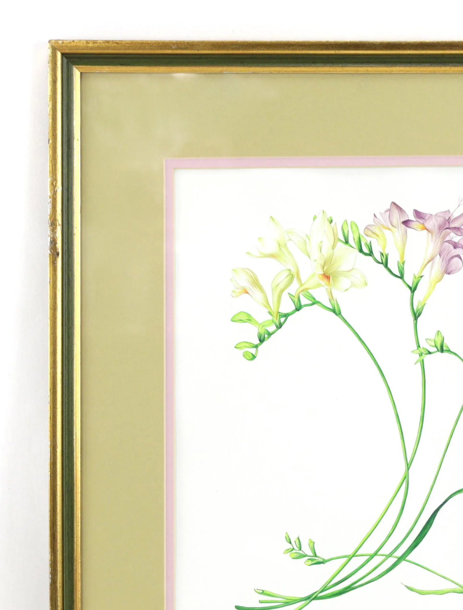 Vintage Hand-Painted Plant Specimen Watercolor Freesia Flower (With Frame). Signed in the Lower Righ - 3