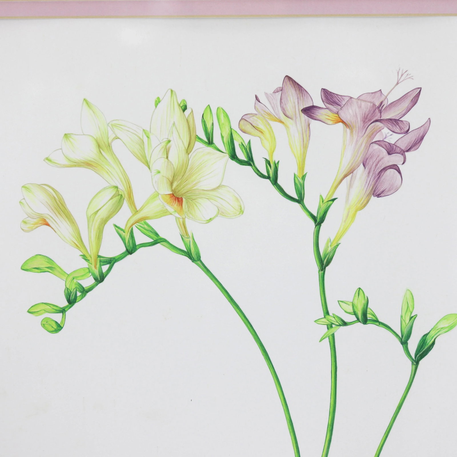 Vintage Hand-Painted Plant Specimen Watercolor Freesia Flower (With Frame). Signed in the Lower Righ - 5