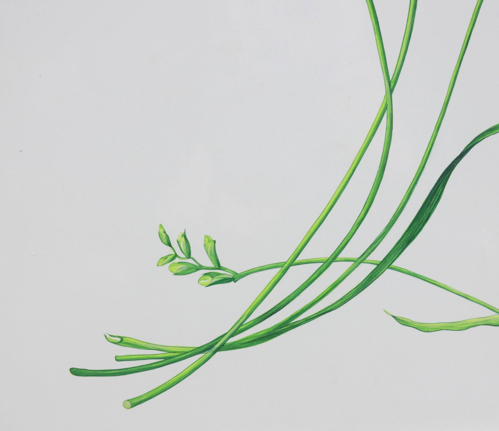 Vintage Hand-Painted Plant Specimen Watercolor Freesia Flower (With Frame). Signed in the Lower Righ - 6