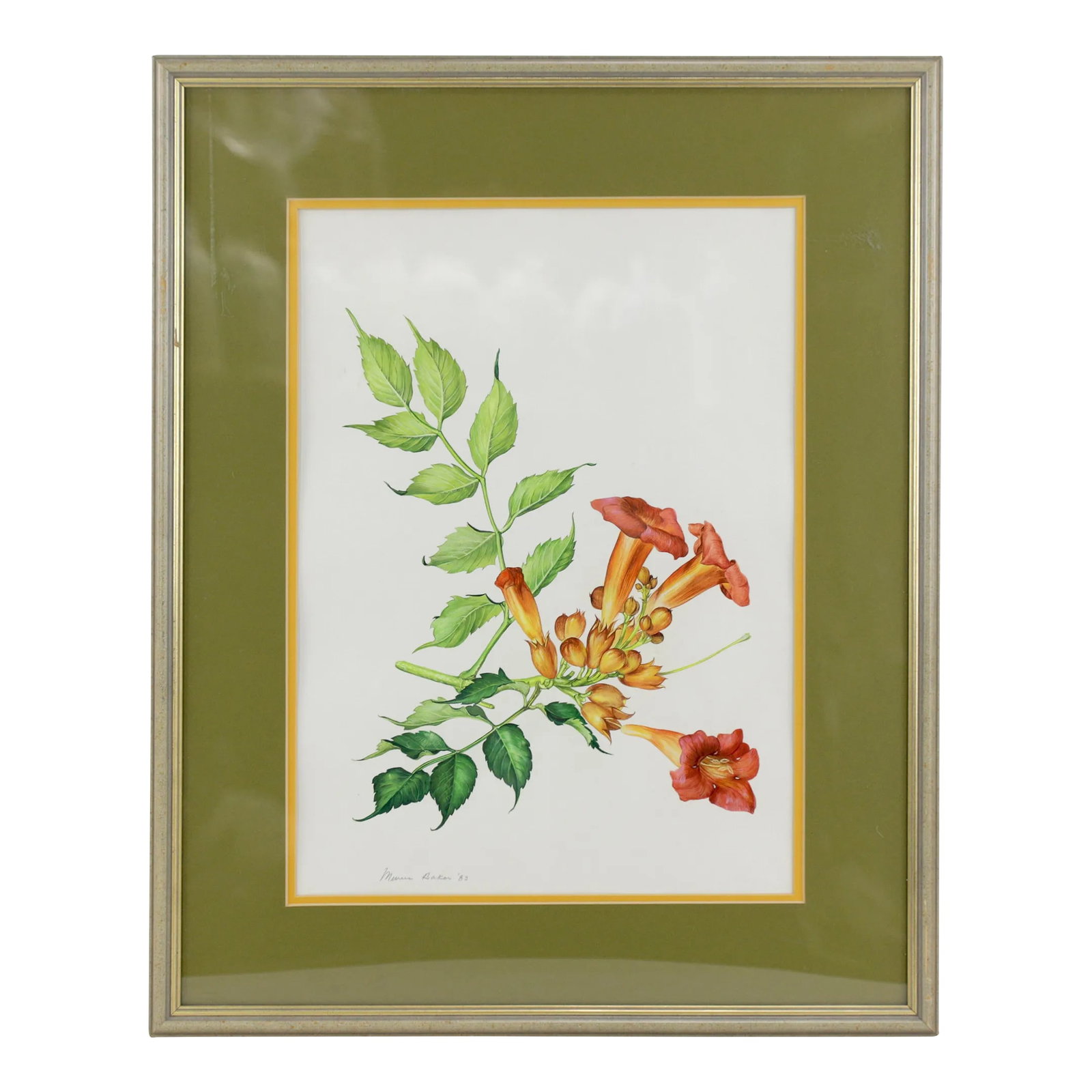 Vintage Hand-Painted Plant Specimen Watercolor Trumpet Creeper (With Frame). Signed in the Lower Rig: Campsis grandiflora, also known as Bignonia, is a deciduous woody vine with stems that can climb up to 6 meters. The leaves are ovate with coarse serrations on the edges. The flowers are orange-red, f