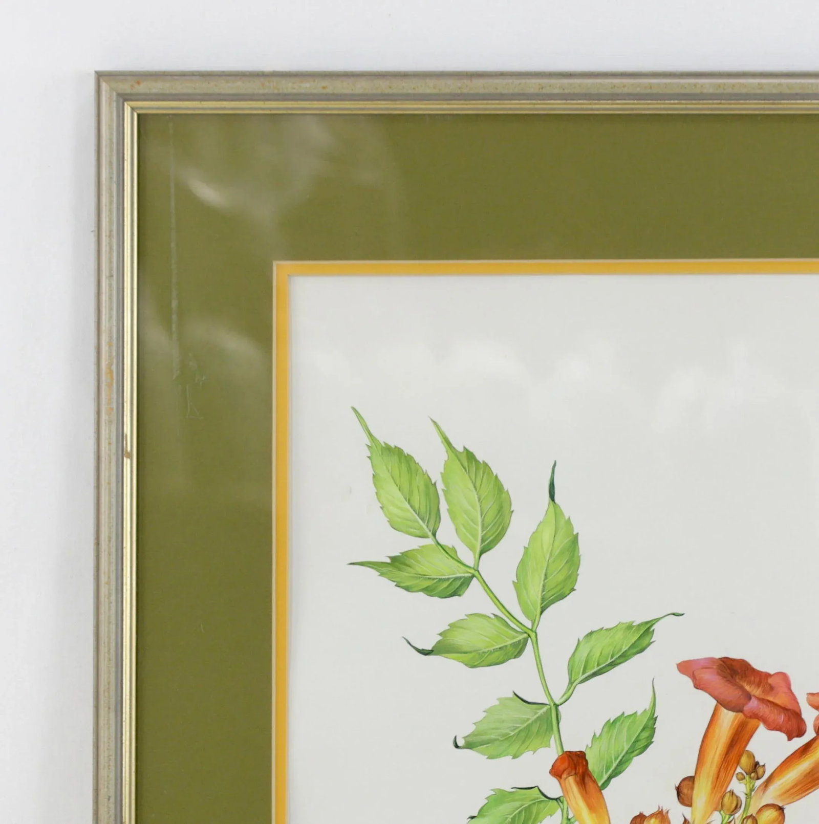 Vintage Hand-Painted Plant Specimen Watercolor Trumpet Creeper (With Frame). Signed in the Lower Rig - 2