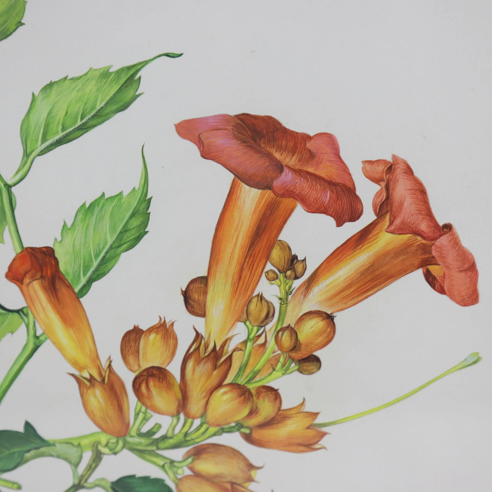 Vintage Hand-Painted Plant Specimen Watercolor Trumpet Creeper (With Frame). Signed in the Lower Rig - 4