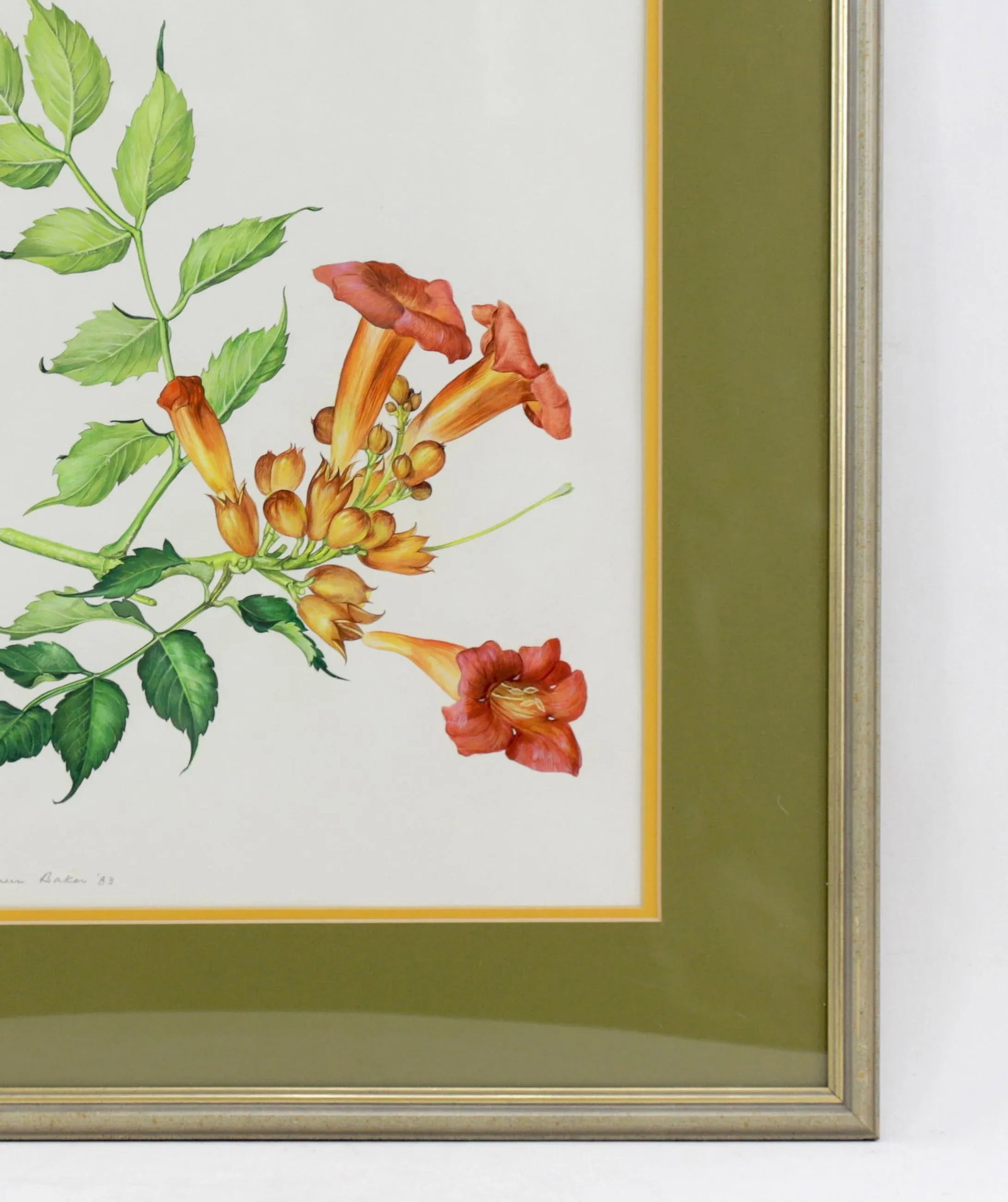 Vintage Hand-Painted Plant Specimen Watercolor Trumpet Creeper (With Frame). Signed in the Lower Rig - 5