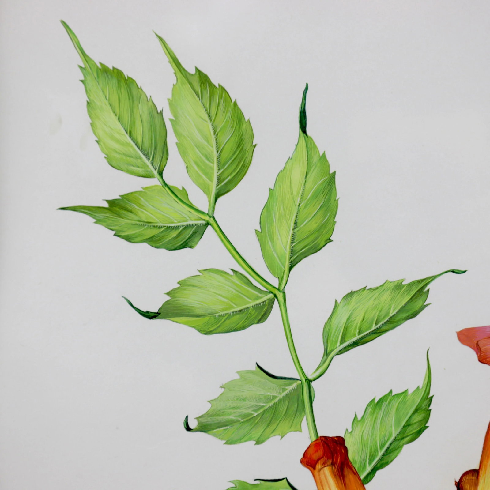 Vintage Hand-Painted Plant Specimen Watercolor Trumpet Creeper (With Frame). Signed in the Lower Rig - 6