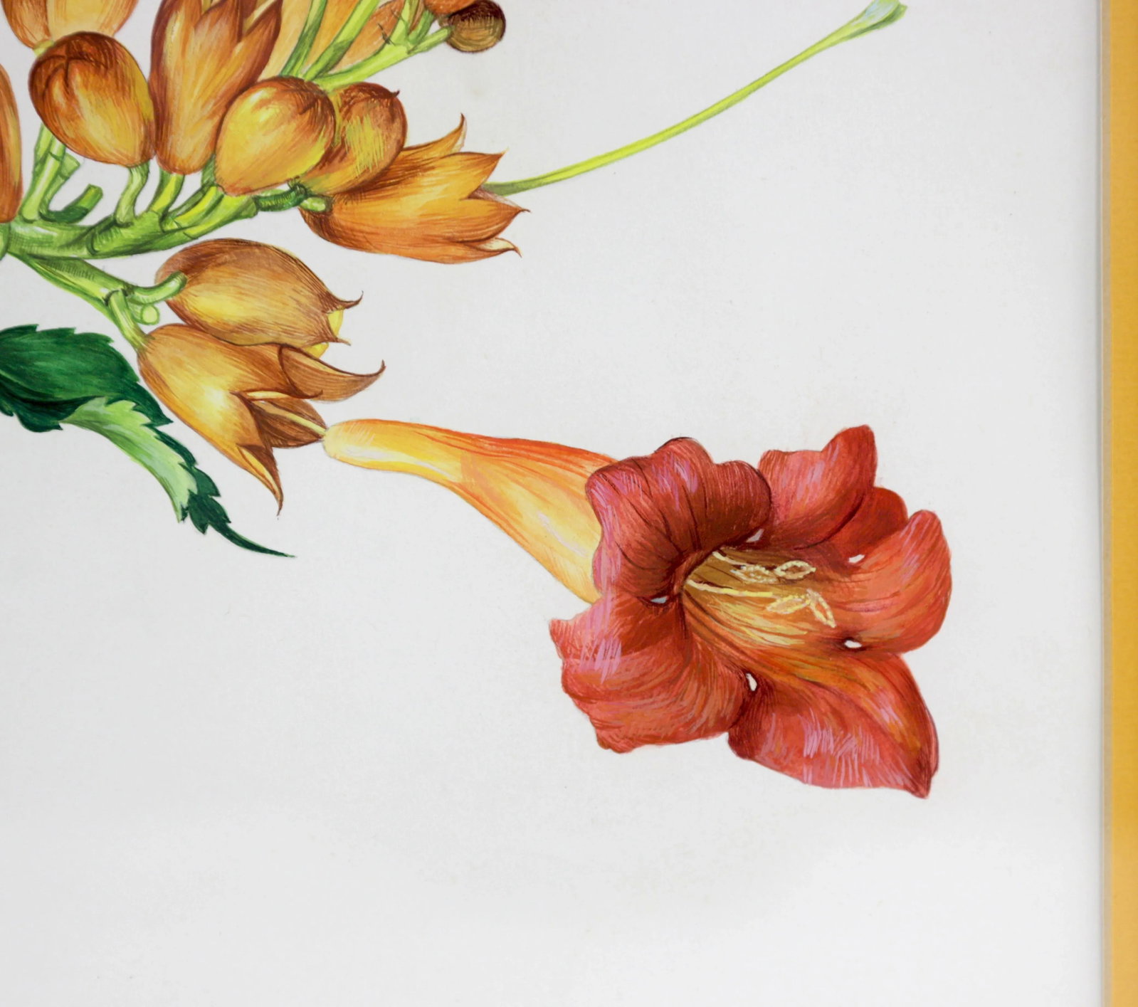 Vintage Hand-Painted Plant Specimen Watercolor Trumpet Creeper (With Frame). Signed in the Lower Rig - 7