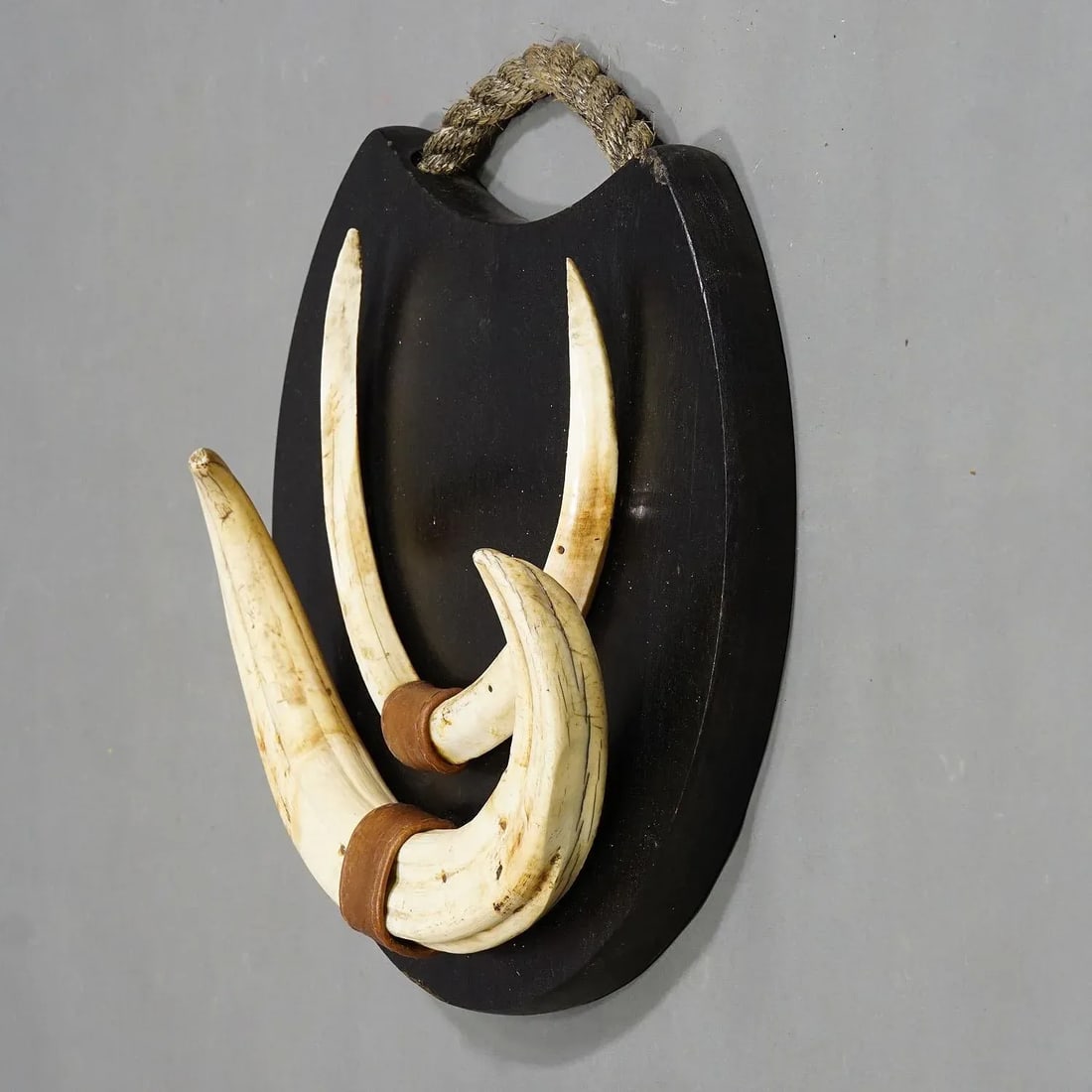 Large Wild Boar Trophy on Wooden Plaque, Germany 1950s - 2