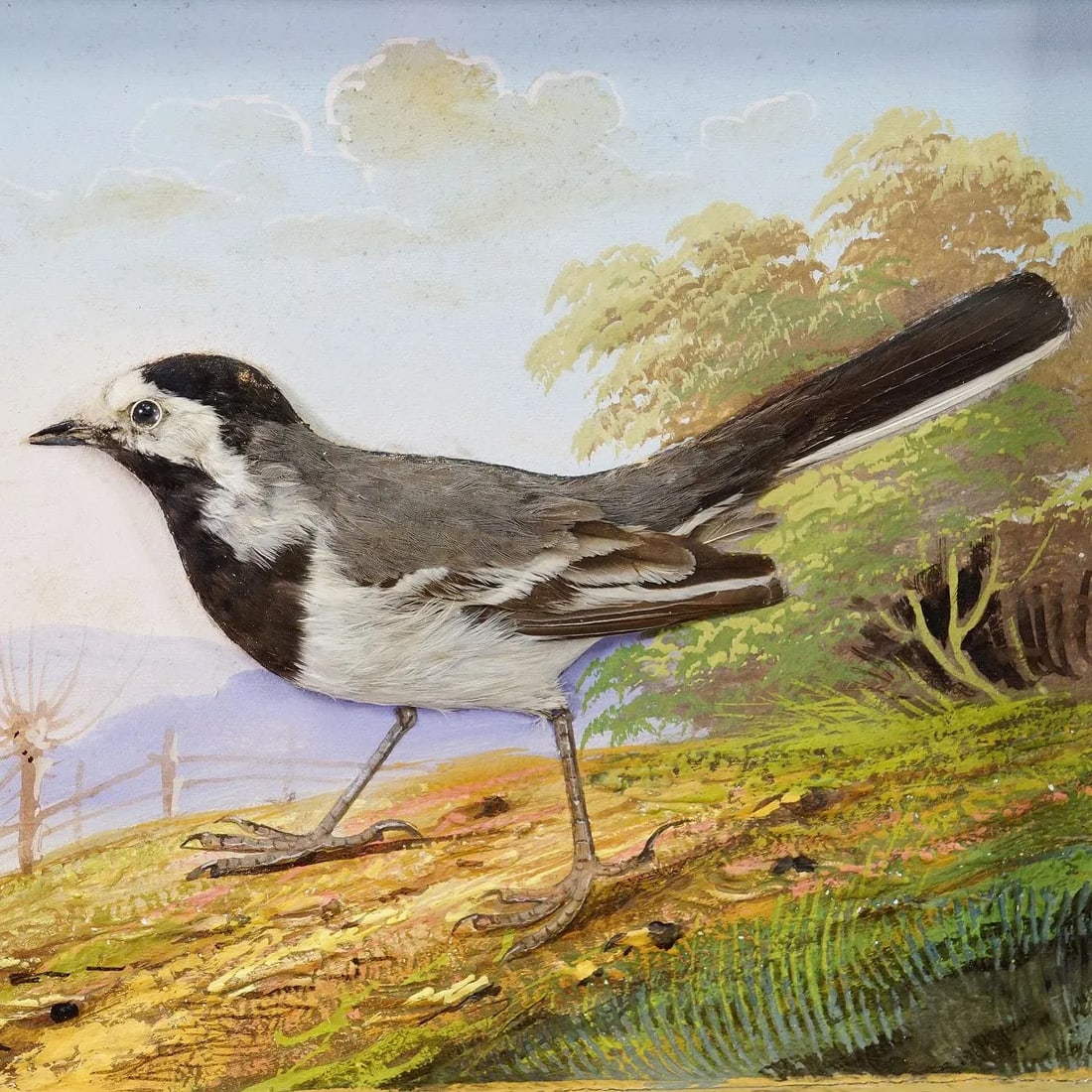 Victorian Taxidermy Diorama With White Wagtail Ca. 1900 - 3