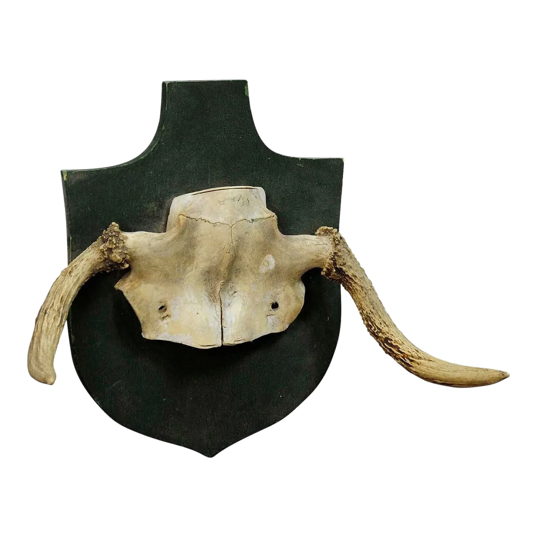 Abnorme Moose Rare Trophy From a Noble Estate Ca. 1930s: Abnorme Moose Rare Trophy from a Noble Estate ca. 1930s A particular trophy of an abnorme moose (Alces alces) from the palace of Salem in South Germany. It was shot by a member of the lordly family of