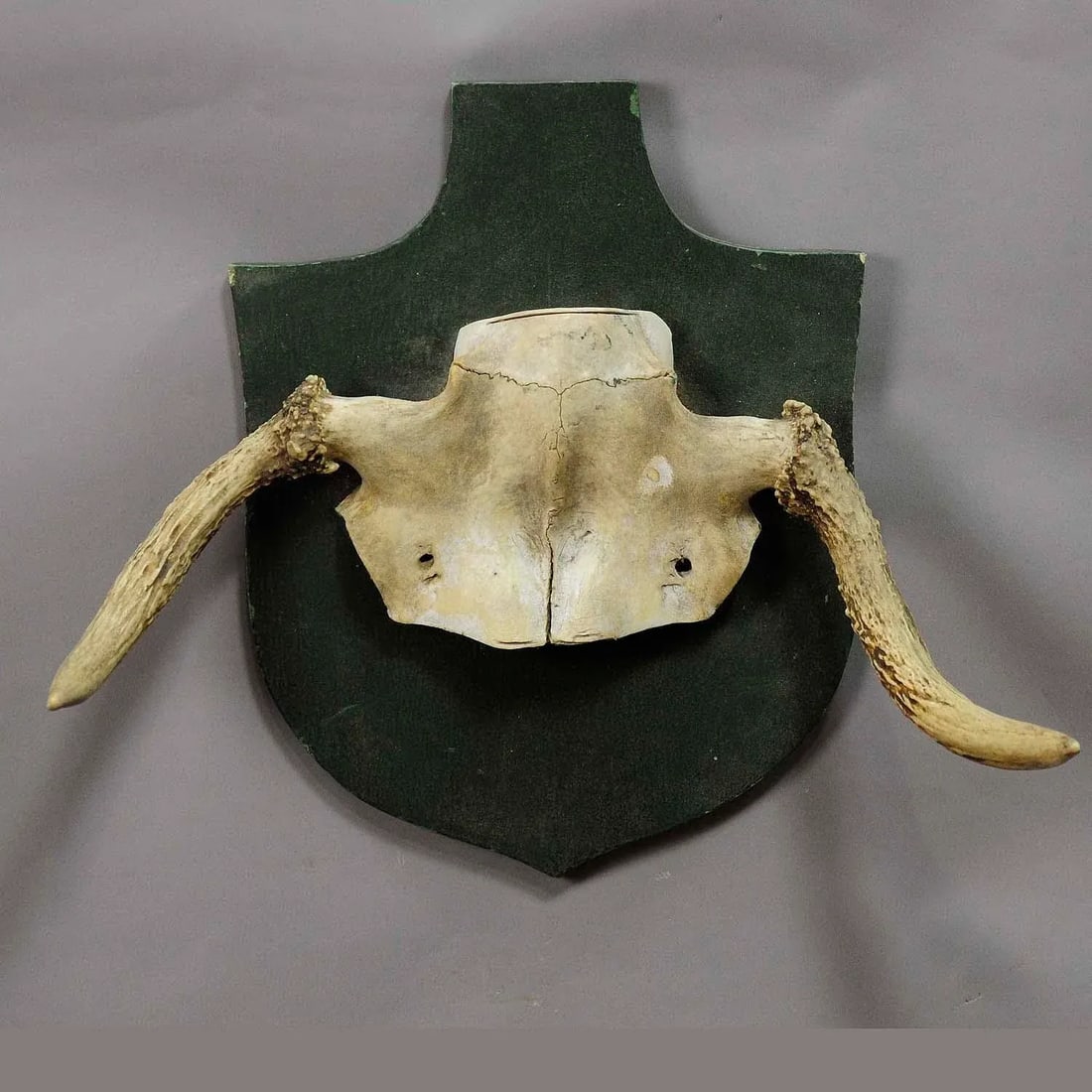 Abnorme Moose Rare Trophy From a Noble Estate Ca. 1930s - 2