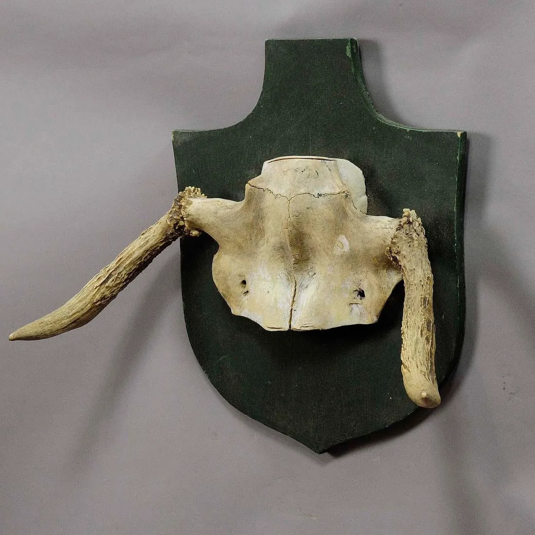 Abnorme Moose Rare Trophy From a Noble Estate Ca. 1930s - 3