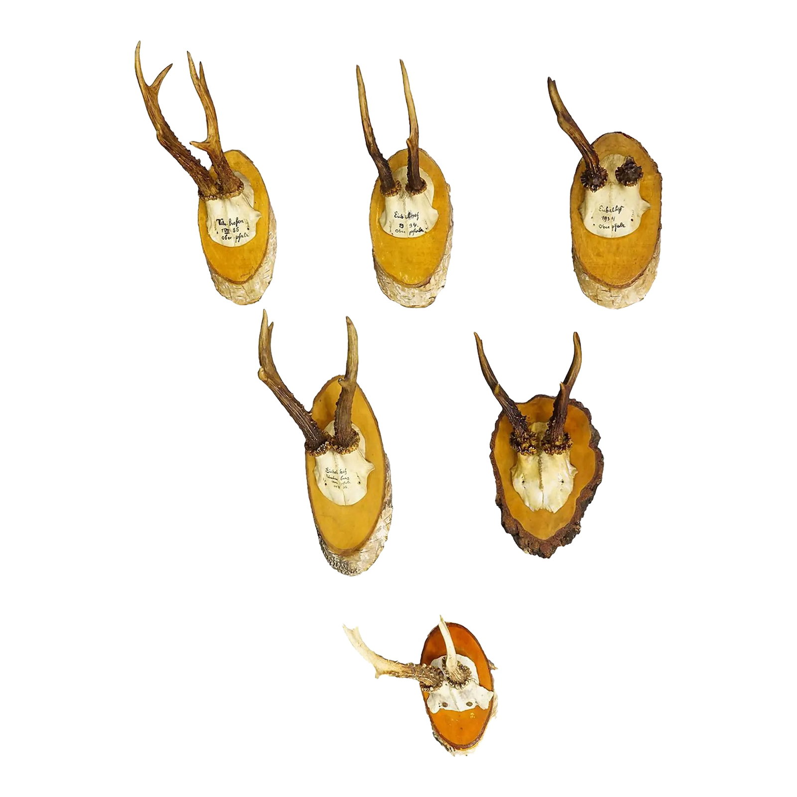 Set of Six Roe Deer Trophies on Wooden Slices Germany Ca. 1930s: Set of Six Roe Deer Trophies on Wooden Slices Germany ca. 1930s A set of six antique Black Forest roe deer (Capreolus capreolus) trophies mounted on birch wood slices. The trophies were shot in