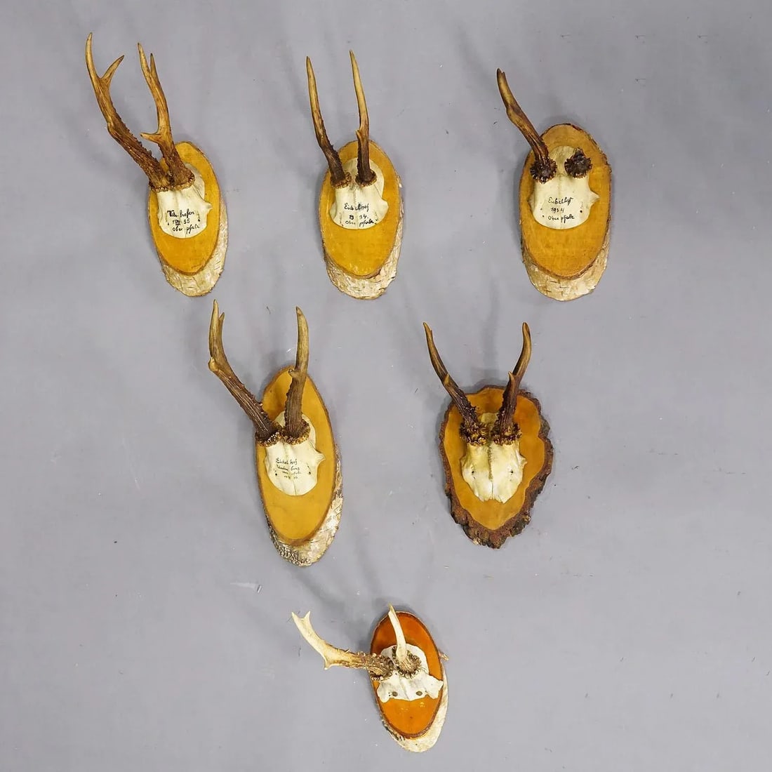 Set of Six Roe Deer Trophies on Wooden Slices Germany Ca. 1930s - 2