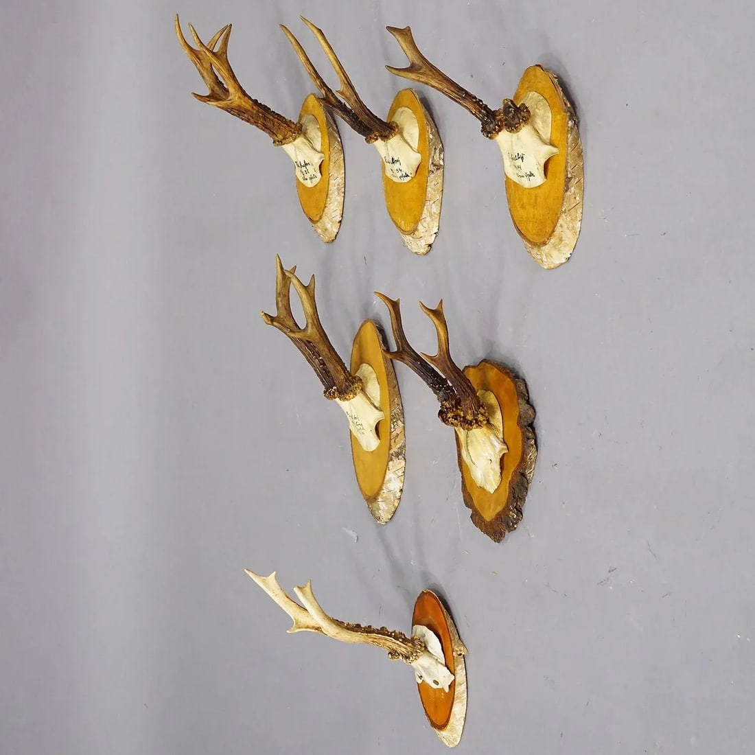 Set of Six Roe Deer Trophies on Wooden Slices Germany Ca. 1930s - 3