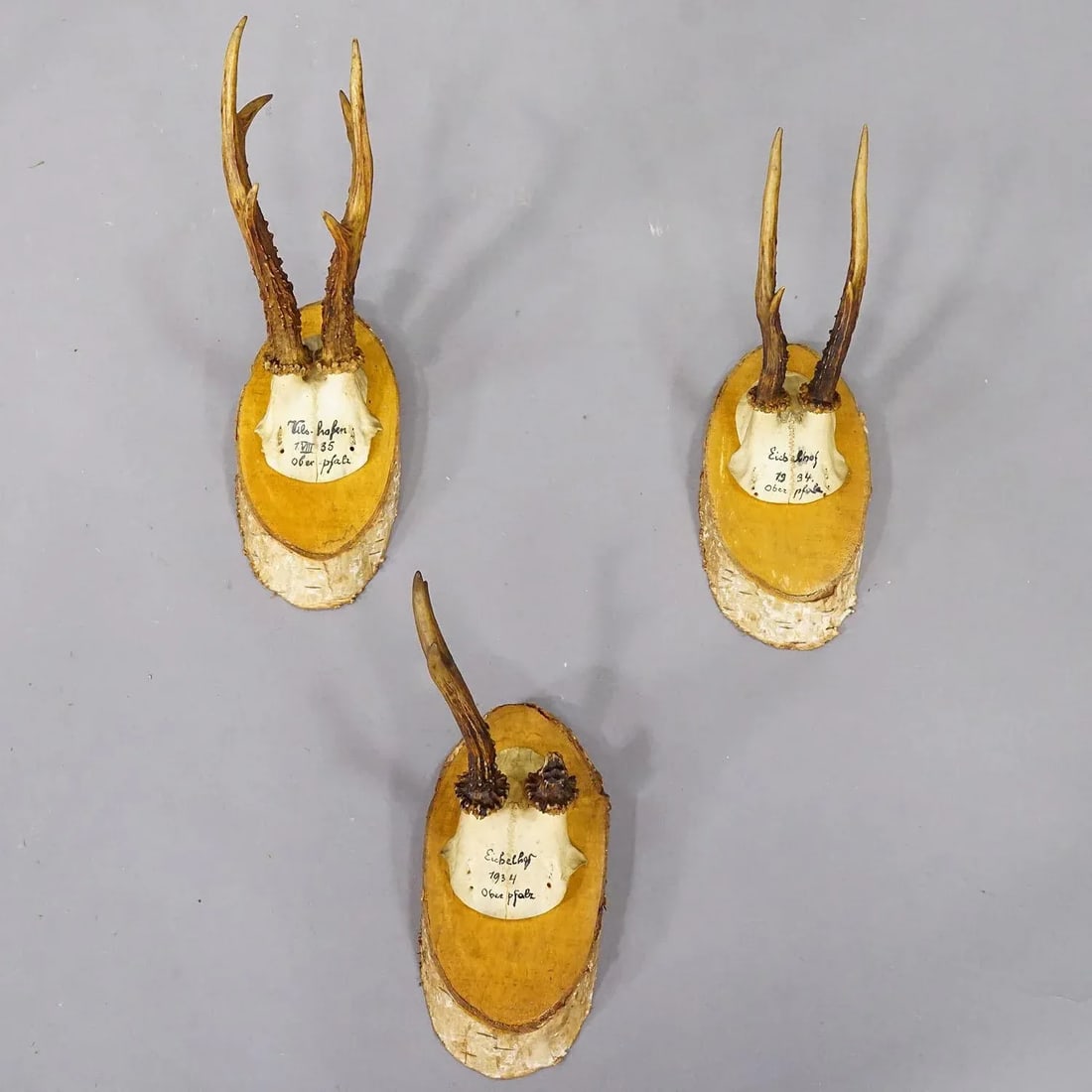 Set of Six Roe Deer Trophies on Wooden Slices Germany Ca. 1930s - 4