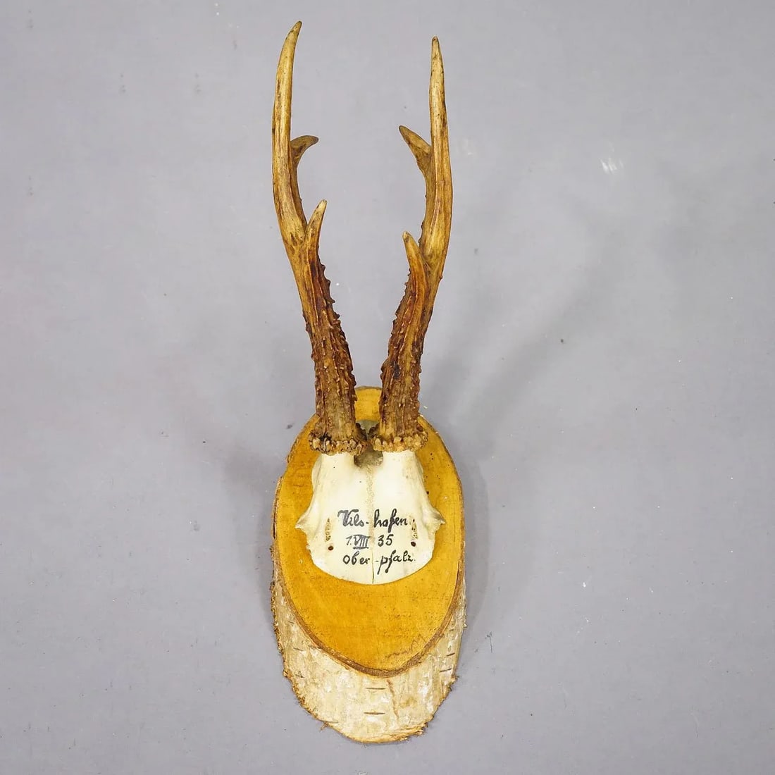 Set of Six Roe Deer Trophies on Wooden Slices Germany Ca. 1930s - 5