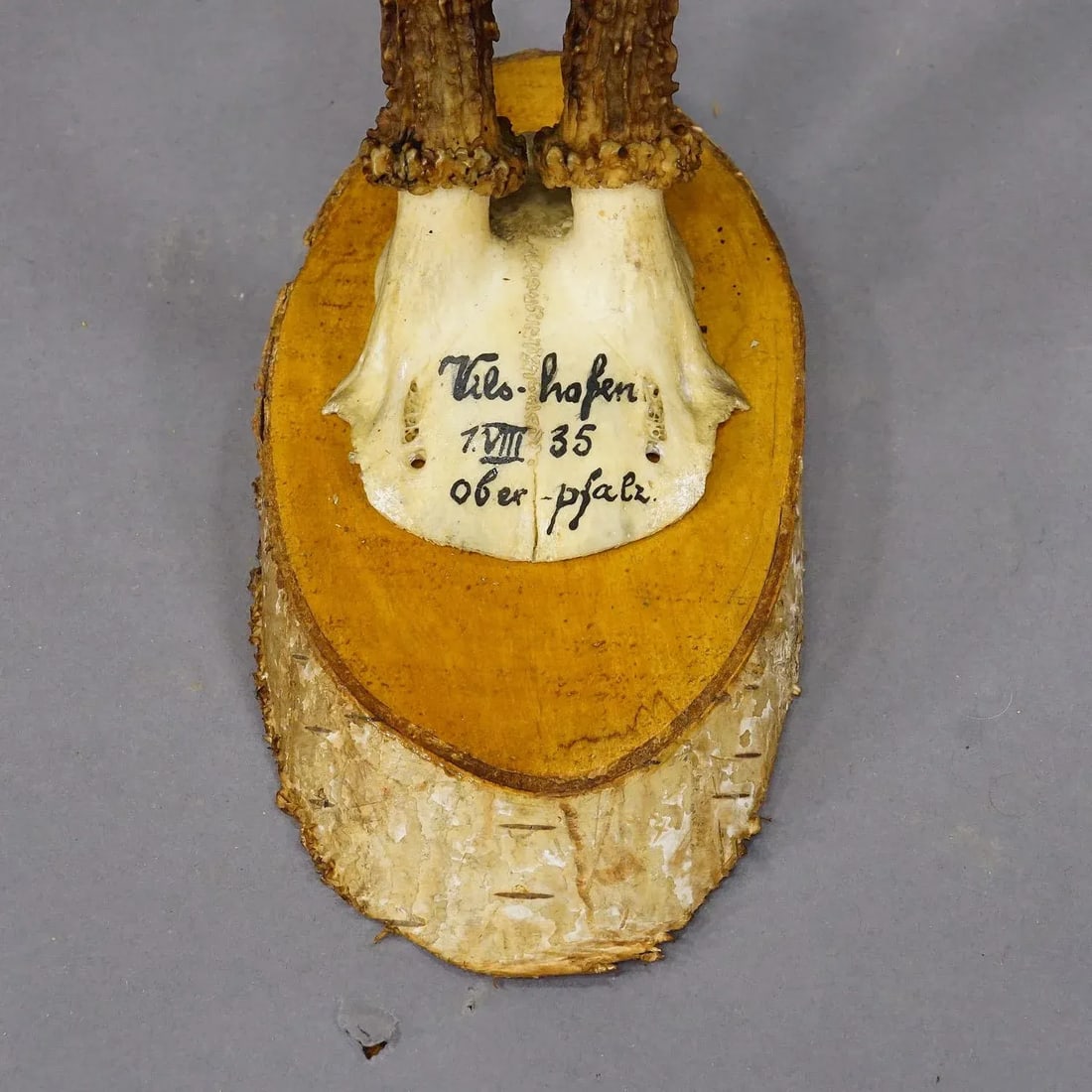 Set of Six Roe Deer Trophies on Wooden Slices Germany Ca. 1930s - 6