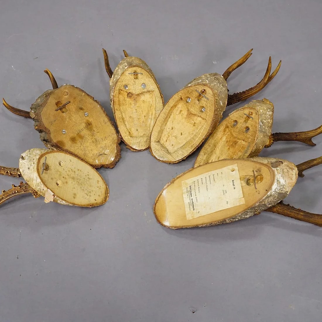 Set of Six Roe Deer Trophies on Wooden Slices Germany Ca. 1930s - 7