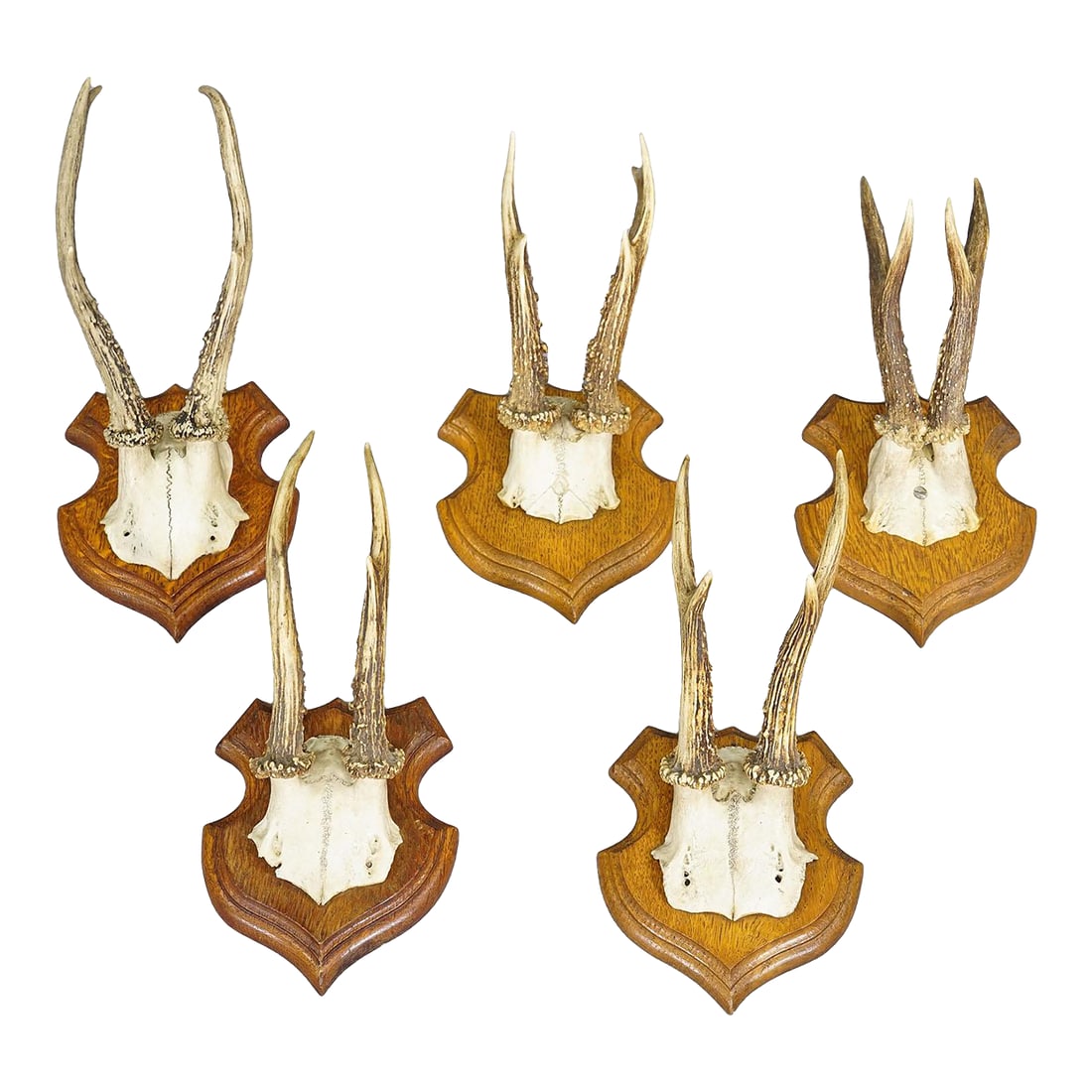 Set of Five Roe Deer Trophies on Carved Plaques Germany Around 1920: Set of Five Roe Deer Trophies on Carved Plaques Germany around 1920 A set of five antique roe deer (Capreolus capreolus) trophies mounted on carved wooden plaques. The trophies were shot in Germany ar