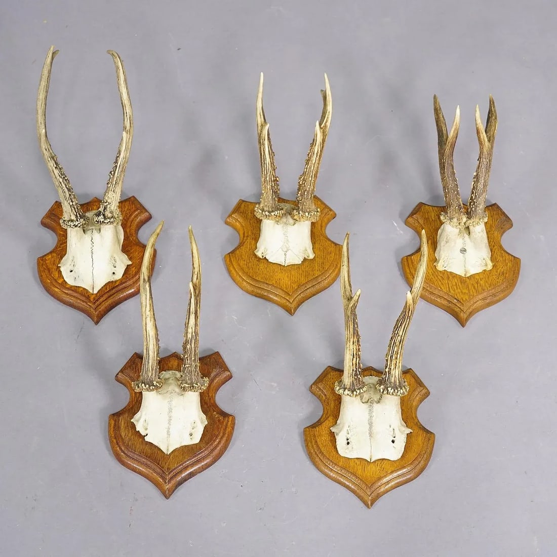 Set of Five Roe Deer Trophies on Carved Plaques Germany Around 1920 - 2