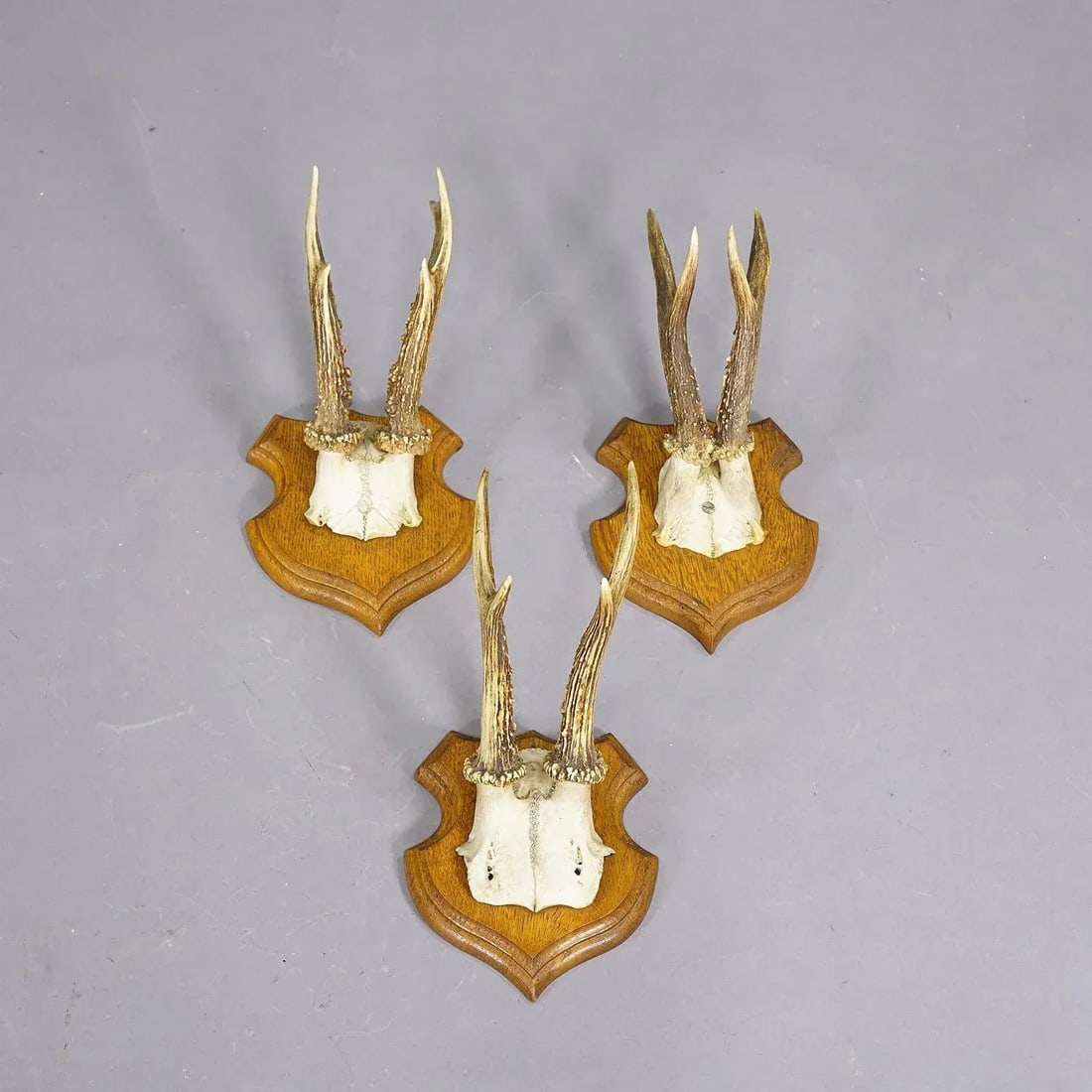 Set of Five Roe Deer Trophies on Carved Plaques Germany Around 1920 - 3
