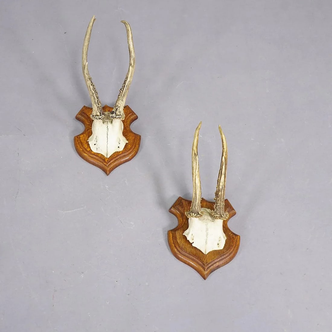 Set of Five Roe Deer Trophies on Carved Plaques Germany Around 1920 - 4