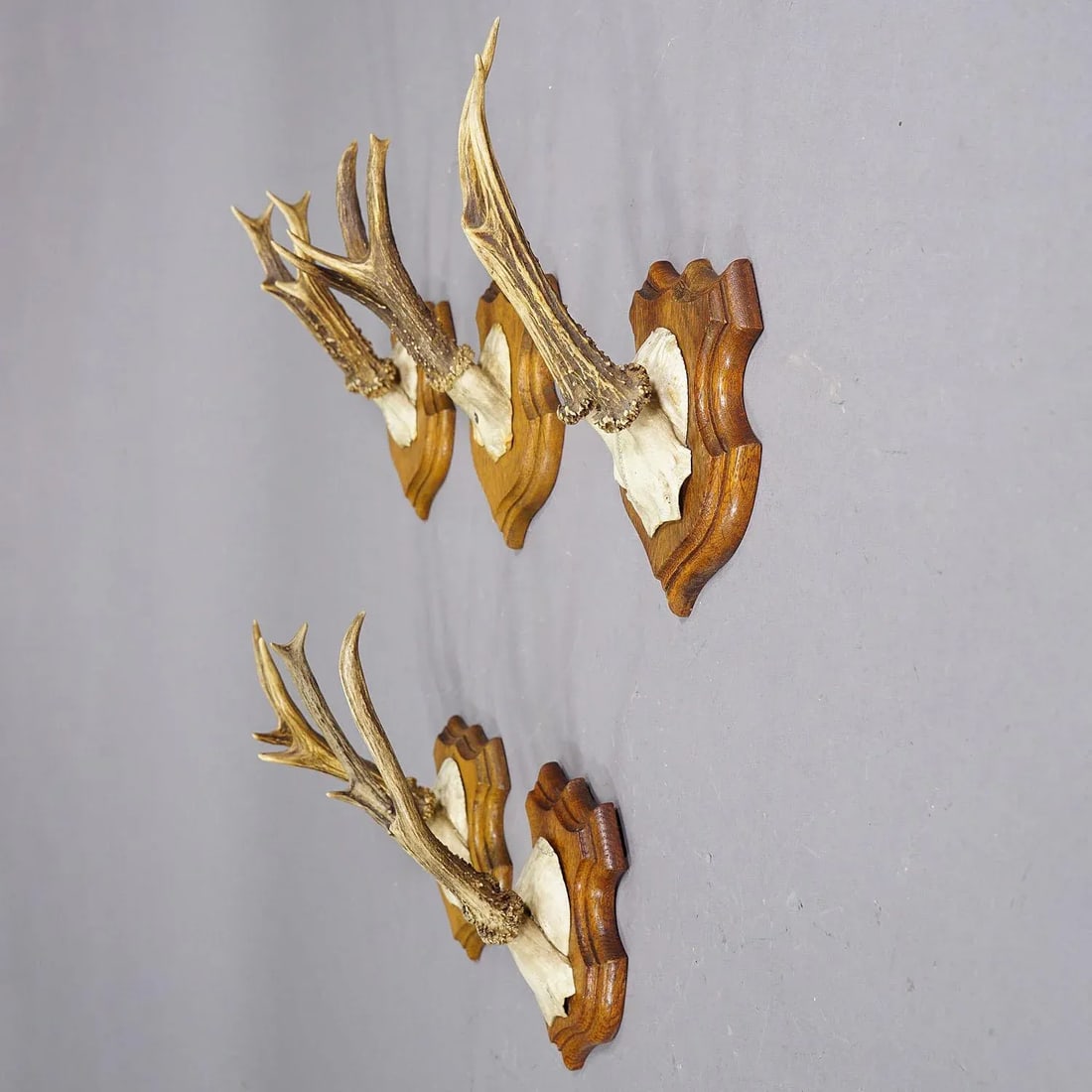 Set of Five Roe Deer Trophies on Carved Plaques Germany Around 1920 - 5