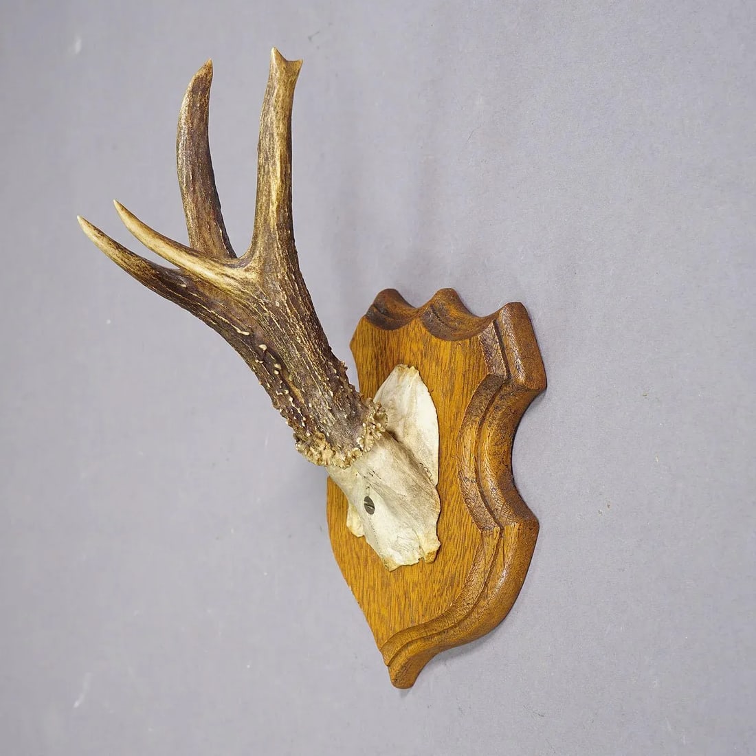 Set of Five Roe Deer Trophies on Carved Plaques Germany Around 1920 - 6