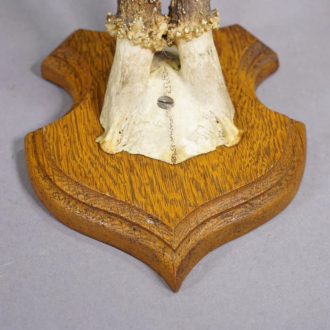 Set of Five Roe Deer Trophies on Carved Plaques Germany Around 1920 - 7