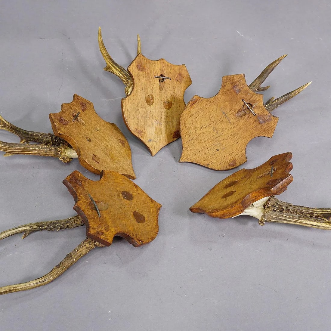 Set of Five Roe Deer Trophies on Carved Plaques Germany Around 1920 - 8