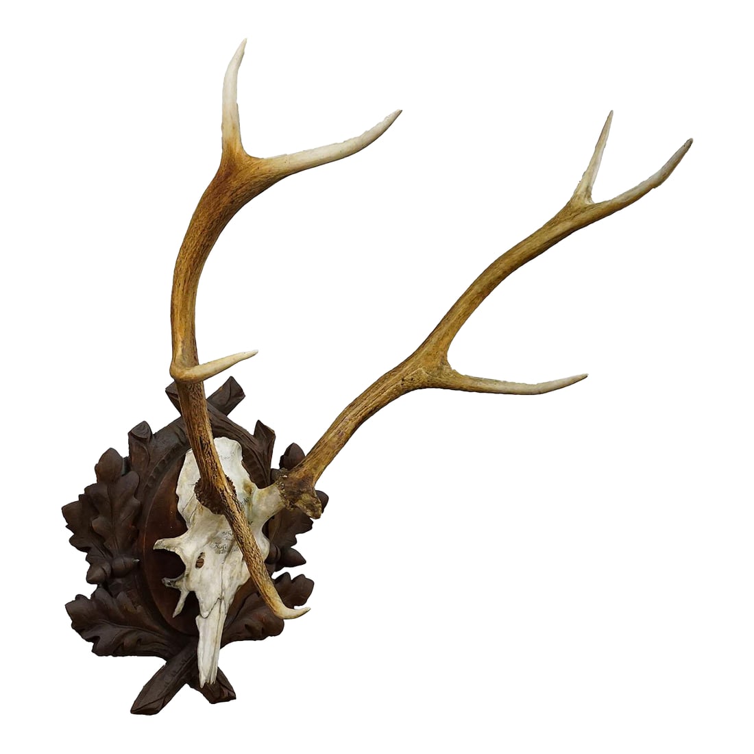 Large Black Forest Red Deer Trophy on Carved Plaque - Germany 1937: Large Black Forest Red Deer Trophy on Carved Plaque - Germany 1937 A large 8-pointer red deer trophy (Cervus elaphus) from the Upper Palatinate in Bavaria, mounted on a brown wooden plate with ornate 