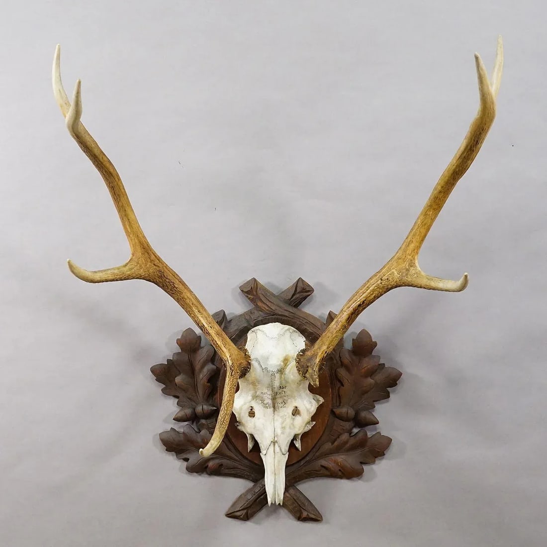Large Black Forest Red Deer Trophy on Carved Plaque - Germany 1937 - 2