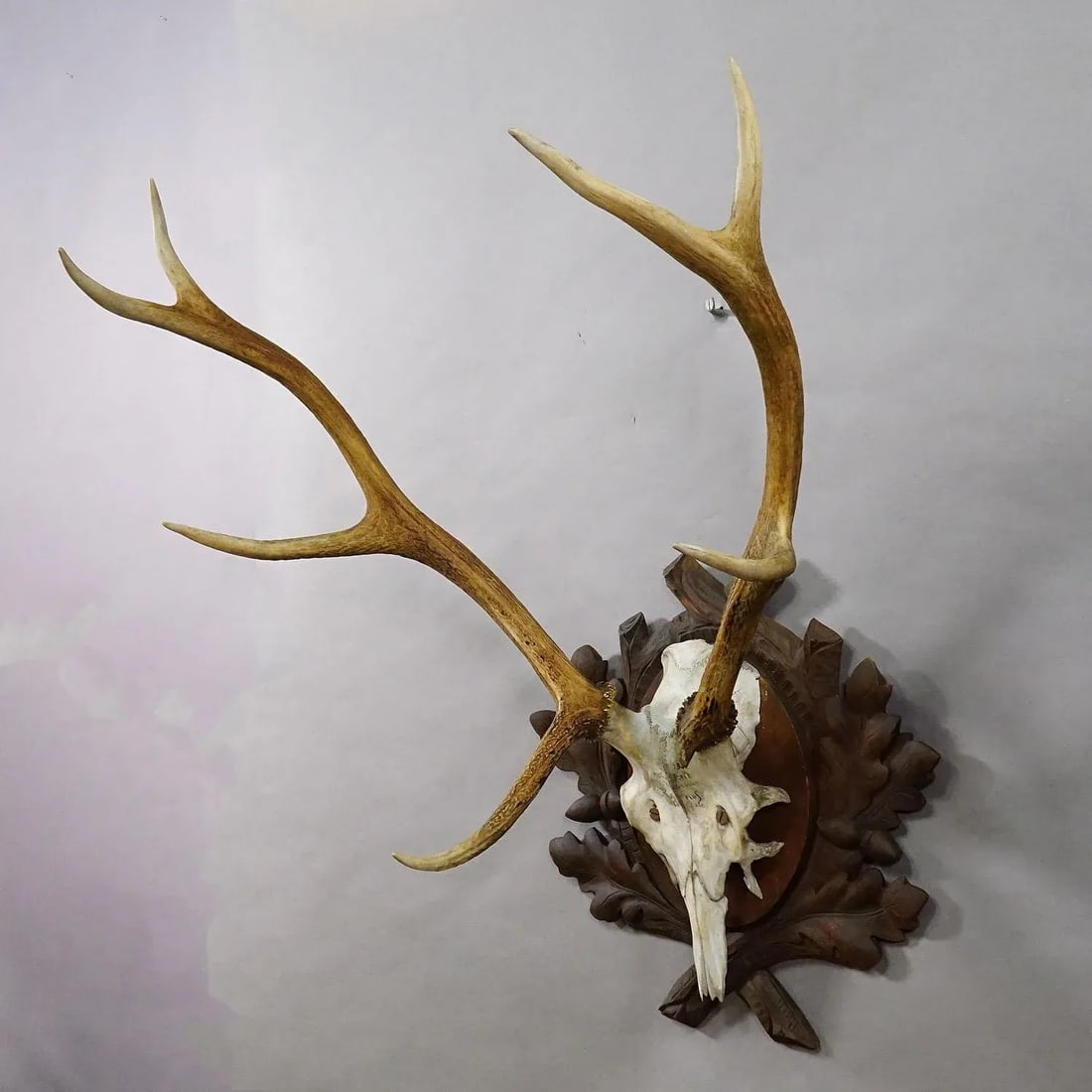 Large Black Forest Red Deer Trophy on Carved Plaque - Germany 1937 - 3