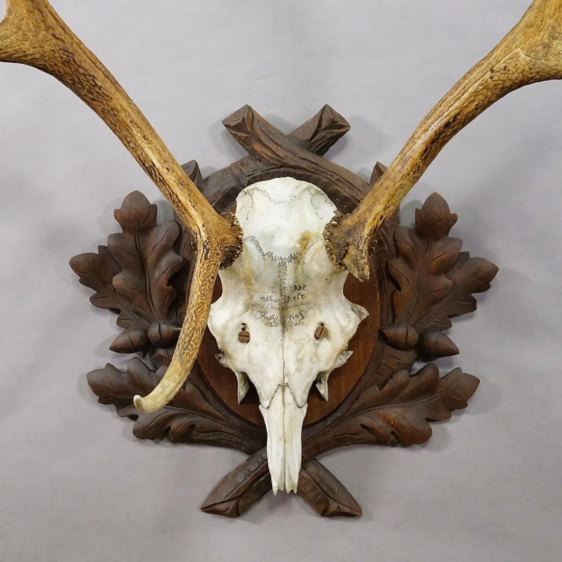 Large Black Forest Red Deer Trophy on Carved Plaque - Germany 1937 - 4