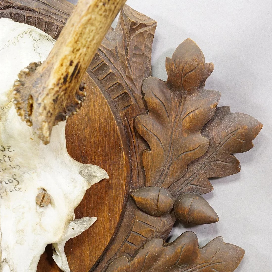 Large Black Forest Red Deer Trophy on Carved Plaque - Germany 1937 - 5