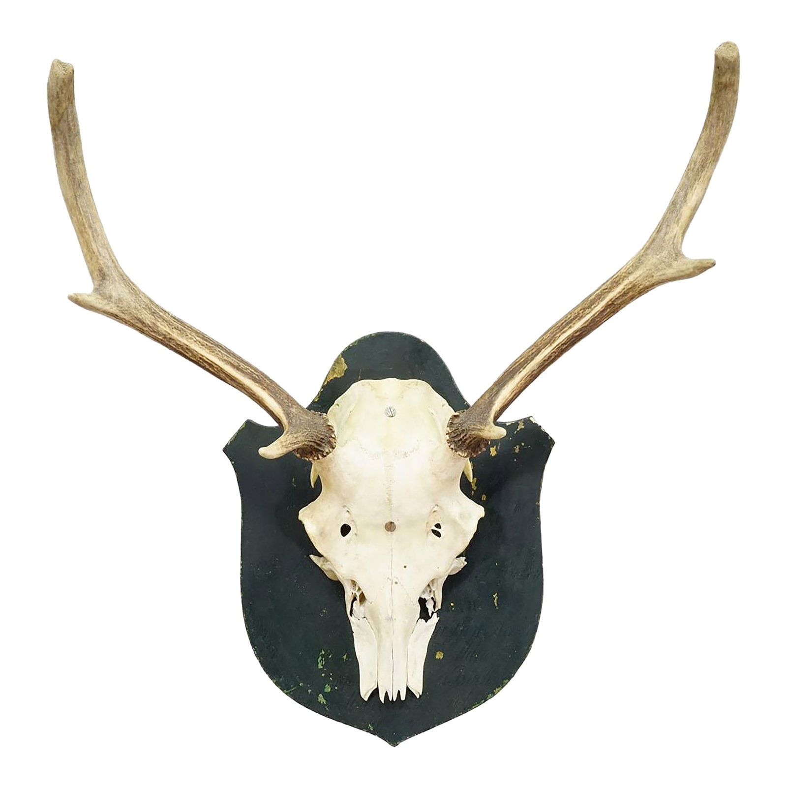 Black Forest Vintage Red Deer Trophy on Wooden Plaque, Germany 1920s: Black Forest Vintage Red Deer Trophy on Wooden Plaque, Germany 1920s A large antique red deer (Cervus elaphus) trophy on a wooden plaque, painted in dark green. It comes from the noble estate Salem Ca