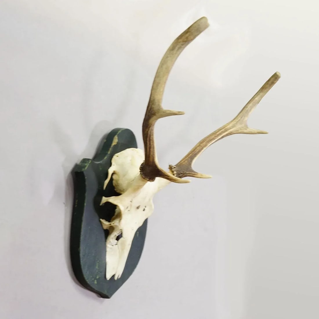 Black Forest Vintage Red Deer Trophy on Wooden Plaque, Germany 1920s - 2