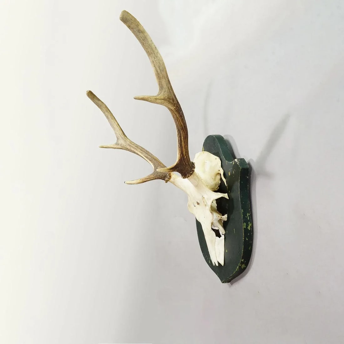 Black Forest Vintage Red Deer Trophy on Wooden Plaque, Germany 1920s - 3