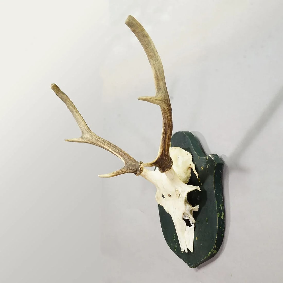 Black Forest Vintage Red Deer Trophy on Wooden Plaque, Germany 1920s - 4