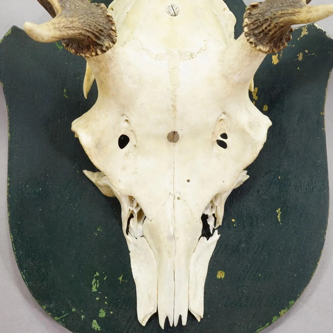 Black Forest Vintage Red Deer Trophy on Wooden Plaque, Germany 1920s - 5