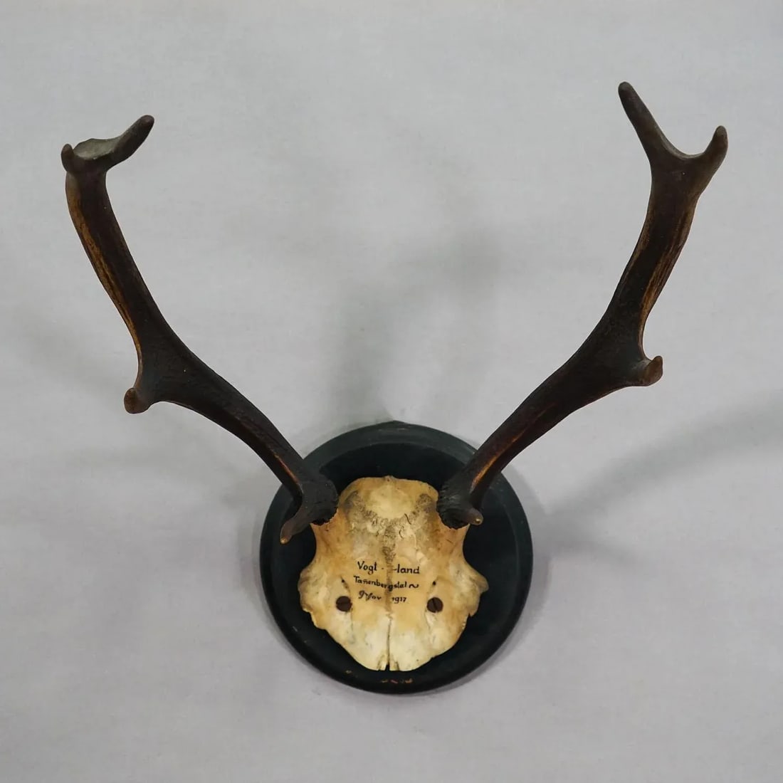 Great Antique Deer Trophy on Wooden Plaque, Germany 1917 - 2