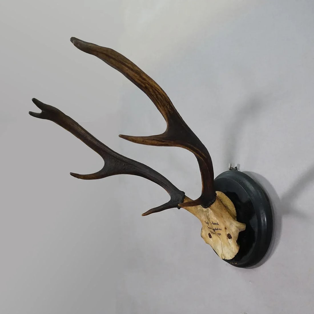 Great Antique Deer Trophy on Wooden Plaque, Germany 1917 - 3